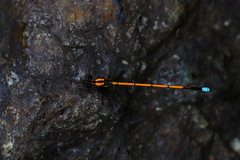 Eoargiolestes ochraceus