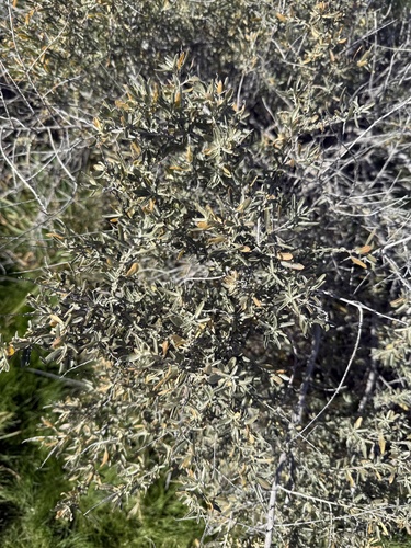 iNaturalist observation 2026-02-04