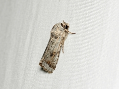 Proteuxoa amaurodes