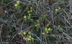 Euphrasia cockayneana
