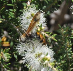 Radumeris tasmaniensis