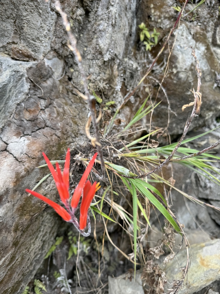 Pitcairnia bergii