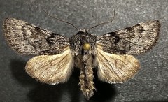 Pleromelloida conserta