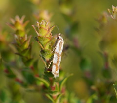 Myrascia bracteatella