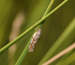 Myrascia bracteatella