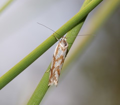 Myrascia bracteatella