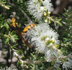 Radumeris tasmaniensis