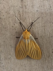 Pseudischnocampa nervosa