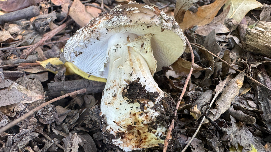 Amanita excelsa spissa · February 2026 · photo: © frankashwood (iNaturalist, cc-by)