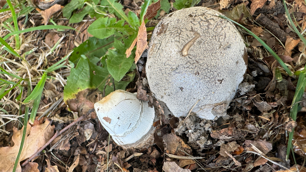 Amanita excelsa spissa · February 2026 · photo: © frankashwood (iNaturalist, cc-by)