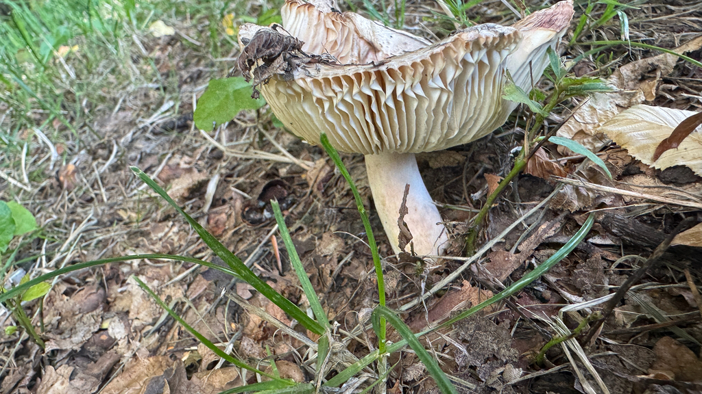 Russula amoenolens · February 2026 · photo: © frankashwood (iNaturalist, cc-by)