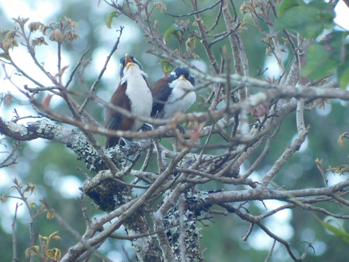 Javan Scimitar Babbler (Pomatorhinus montanus), photo 2