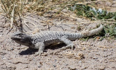 Liolaemus rosenmanni