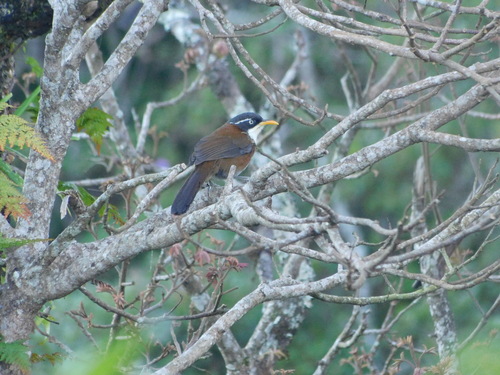 Javan Scimitar Babbler (Pomatorhinus montanus), photo 5