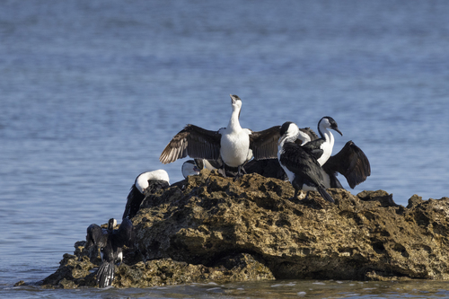 Black-faced Cormorant (Phalacrocorax fuscescens), photo 4