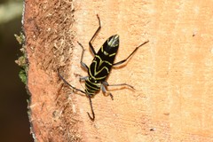 Megacyllene angulata