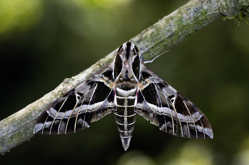 Eumorpha strenua