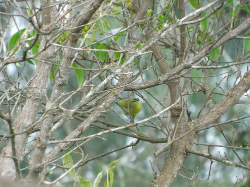 Mountain Leaf Warbler (Phylloscopus trivirgatus), photo 4