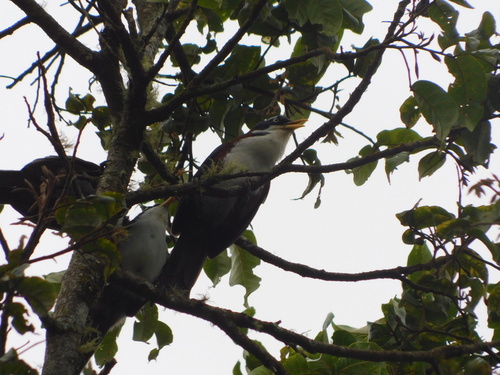 Javan Scimitar Babbler (Pomatorhinus montanus), photo 8