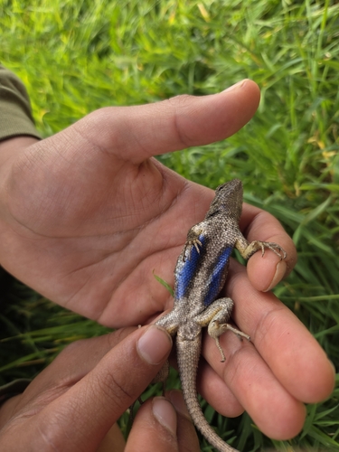 iNaturalist observation photo of Western Fence Lizard