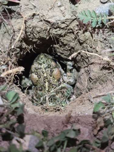 iNaturalist observation photo of Western Toad