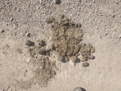Equus asinus