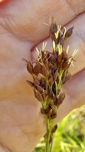 anglestem beaksedge (Rhynchospora caduca)