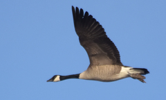 Branta canadensis moffitti