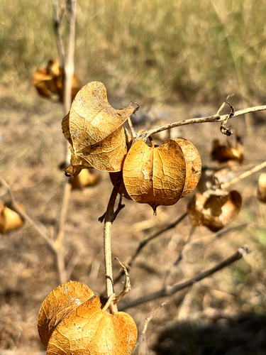 Physalis nicandroides, photograph 1