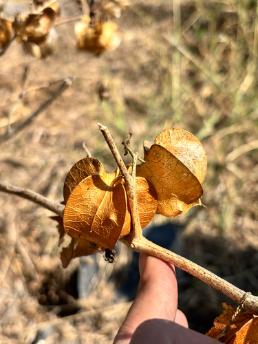 Physalis nicandroides, photograph 2