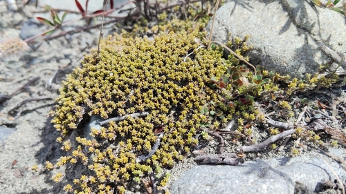 Green vegetable sheep (Raoulia haastii)