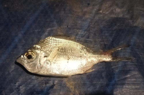 Filamentous mojarra (Gerres filamentosus) — Gerreidae