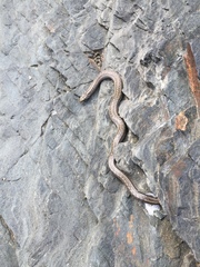 Galvarinus chilensis