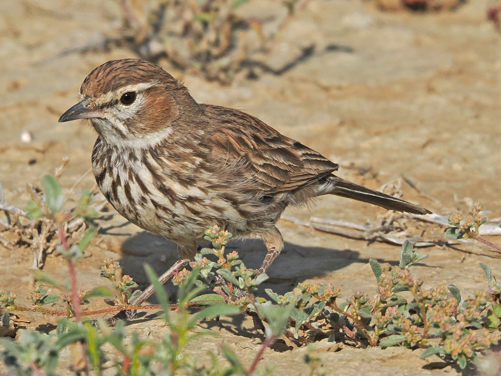 Karoo Lark