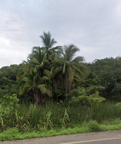 Coco (Cocos nucifera)