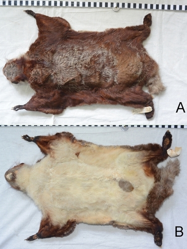 Namdapha Flying Squirrel (Biswamoyopterus biswasi) — Critically Endangered Mammalia