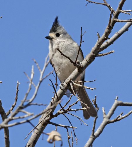 Black-crested Titmouse