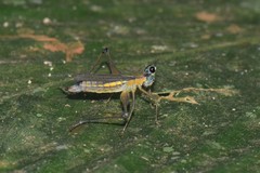 Eumastax simoni