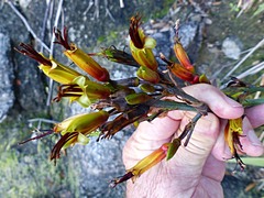 Phormium cookianum hookeri