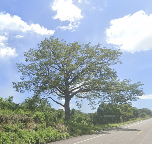 Ceiba (Ceiba pentandra)