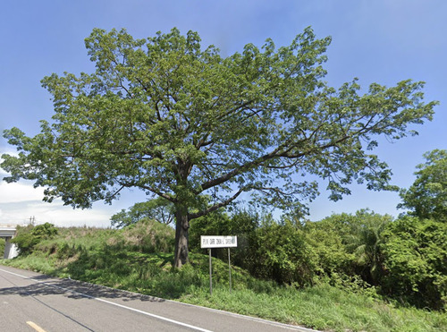 Ceiba (Ceiba pentandra)