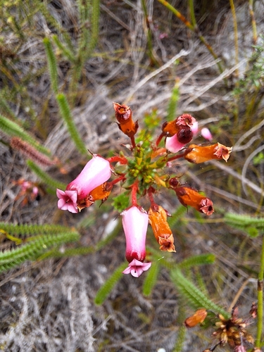 Hairleaf Heath (Erica retorta)