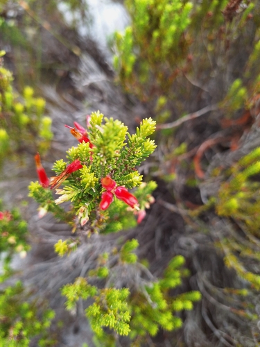 Fusetube Heath (Erica monadelphia)