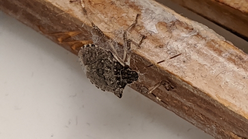 Photo of Brown Marmorated Stink Bug (Halyomorpha halys)