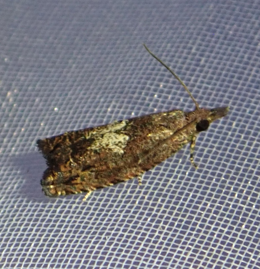 Tritopterna eocnephaea
