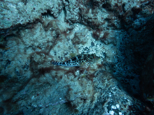 Notocirrhitus, 2026-02-06