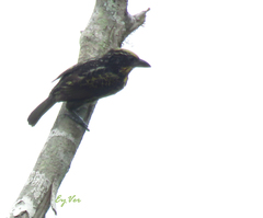Capito auratus