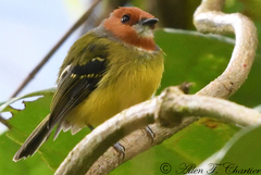 Poecilotriccus luluae