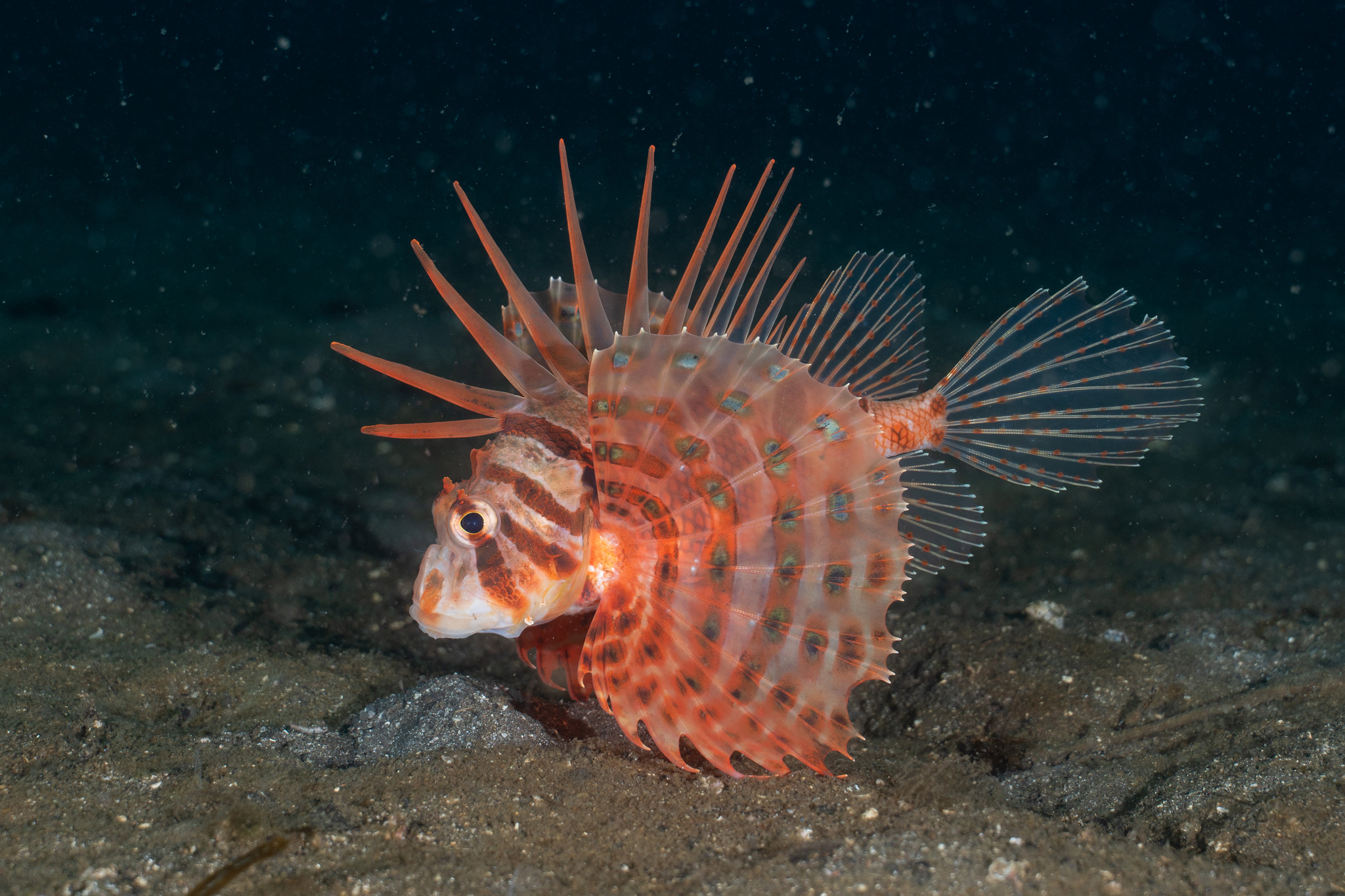 Bleeker's Lionfish photo 3