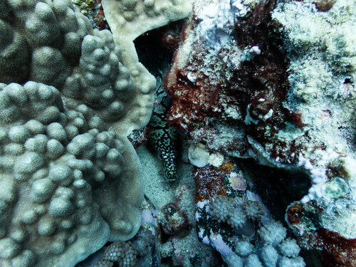 Enchelycore ramosa observed 2026-02-06